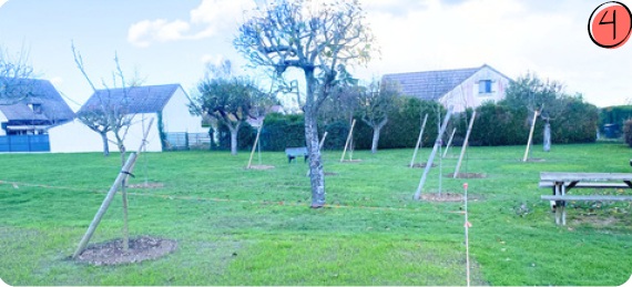 Plantation 40 arbres